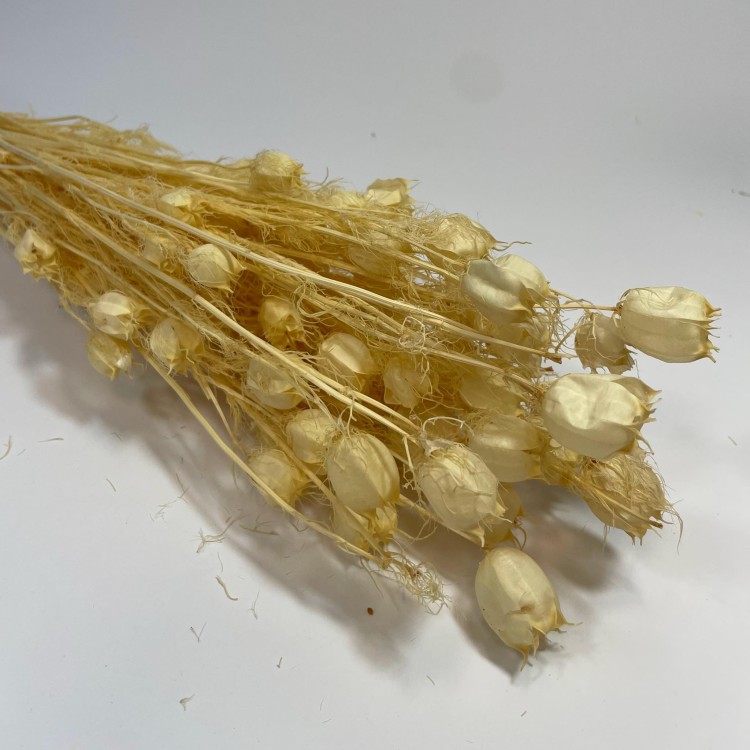 Czarnuszka Suszona (Nigella Damascena) - Bielona (6).jpg