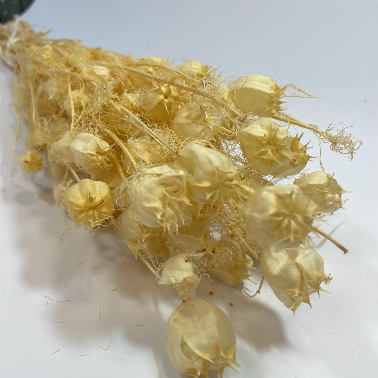 Czarnuszka Suszona (Nigella Damascena) - Bielona (7).jpg