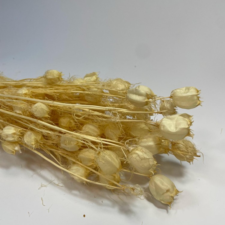 Czarnuszka Suszona (Nigella Damascena) - Bielona (1).jpg