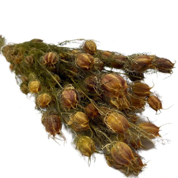 Czarnuszka Suszona (Nigella Damascena) - Czerwona A (2).jpg