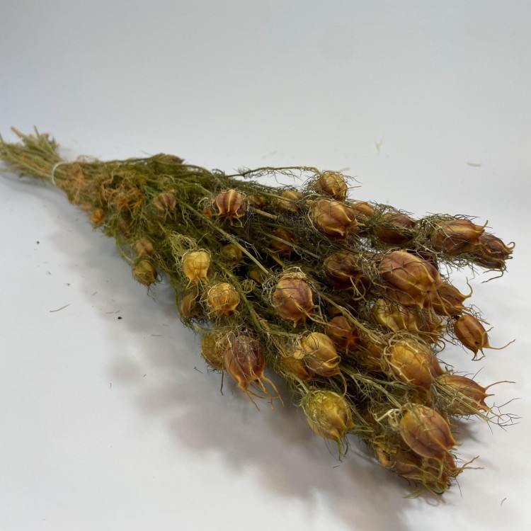 Czarnuszka Suszona (Nigella Damascena) - Czerwona A (4).jpg