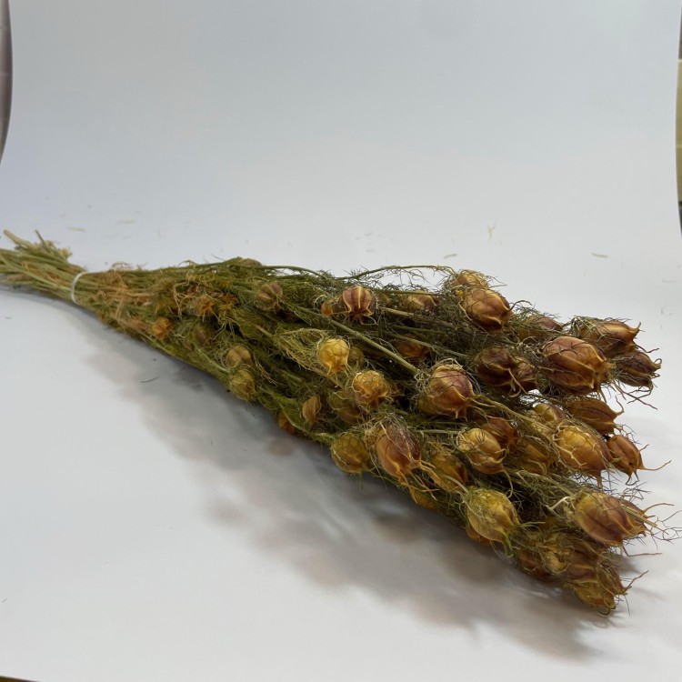 Czarnuszka Suszona (Nigella Damascena) - Czerwona A (5).jpg