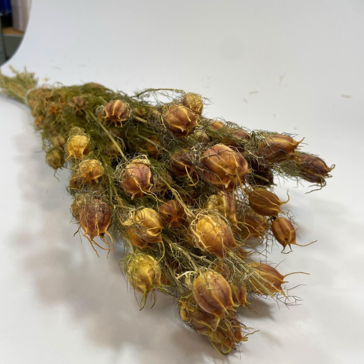 Czarnuszka Suszona (Nigella Damascena) - Czerwona A (6).jpg