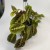 maranta tricolor (2).jpg