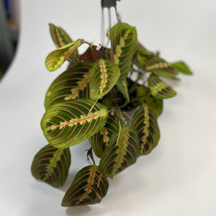 maranta tricolor (2).jpg