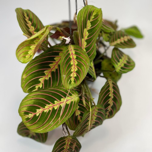 maranta tricolor (3).jpg