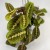 maranta tricolor (3).jpg
