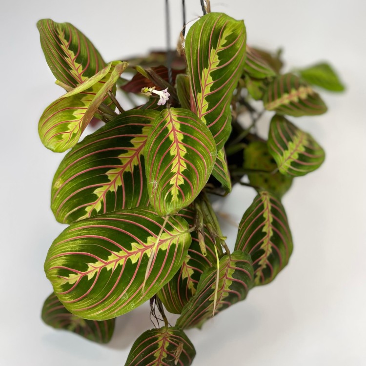 maranta tricolor (3).jpg