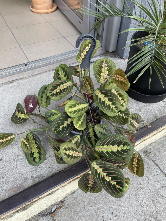 maranta tricolor (4).jpg
