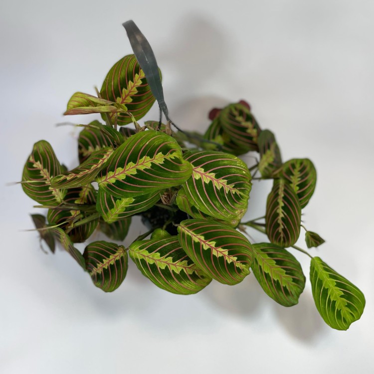 maranta tricolor (5).jpg