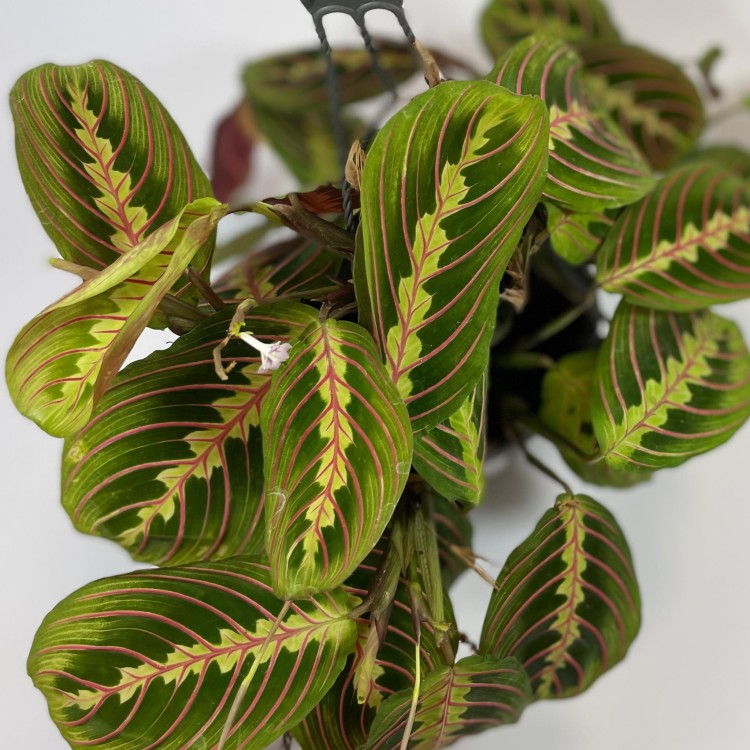 maranta tricolor (1).jpg