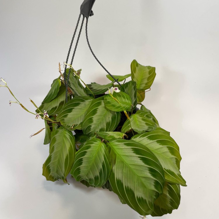 Maranta leuconeura ‘Silver Band (2).jpg