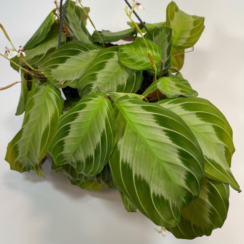 Maranta leuconeura ‘Silver Band (3).jpg