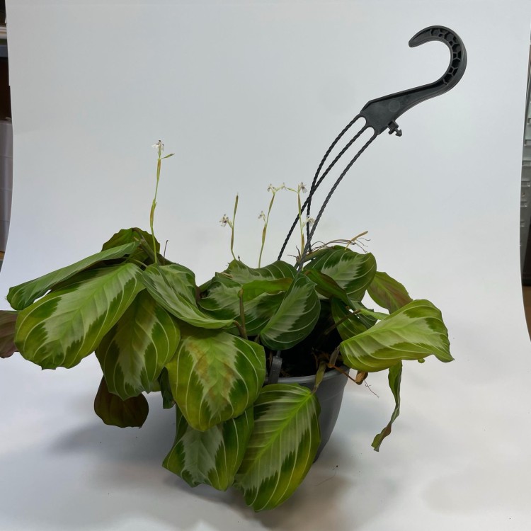 Maranta leuconeura ‘Silver Band (4).jpg