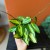 hoya macrophylla 'pot of gold' (4).jpg