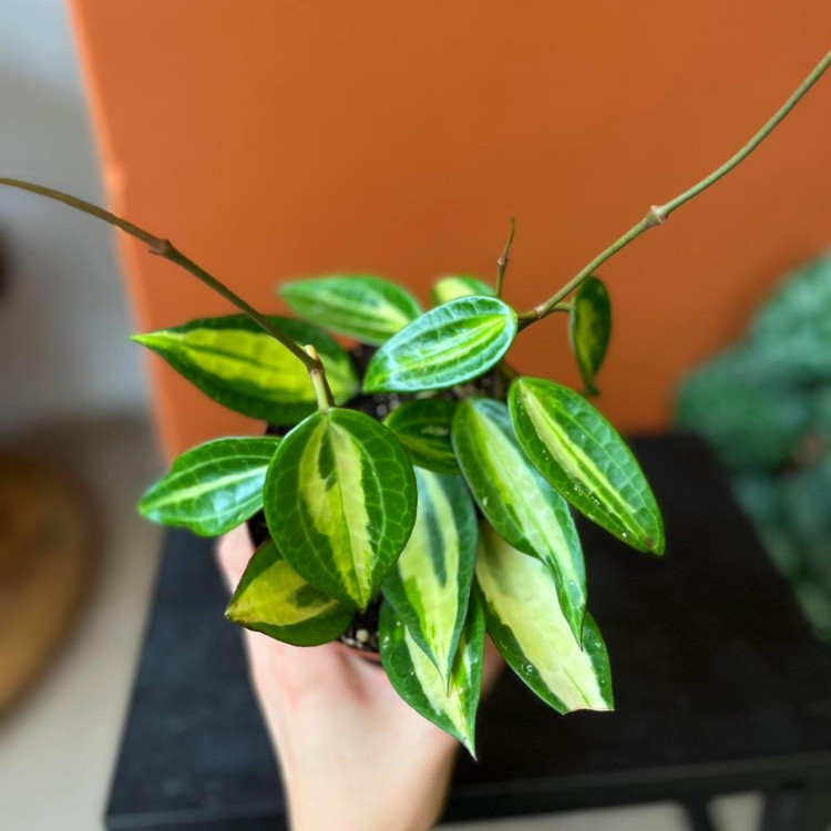 hoya macrophylla 'pot of gold' (4).jpg
