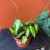 hoya macrophylla 'pot of gold' (5).jpg