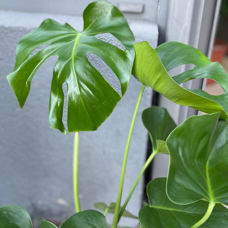 Monstera dziurawa  deliciosa  (2).jpg