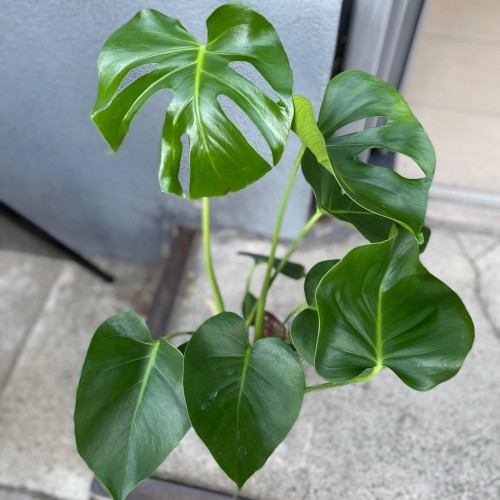 Monstera dziurawa  deliciosa  (3).jpg