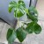 Monstera dziurawa  deliciosa  (3).jpg