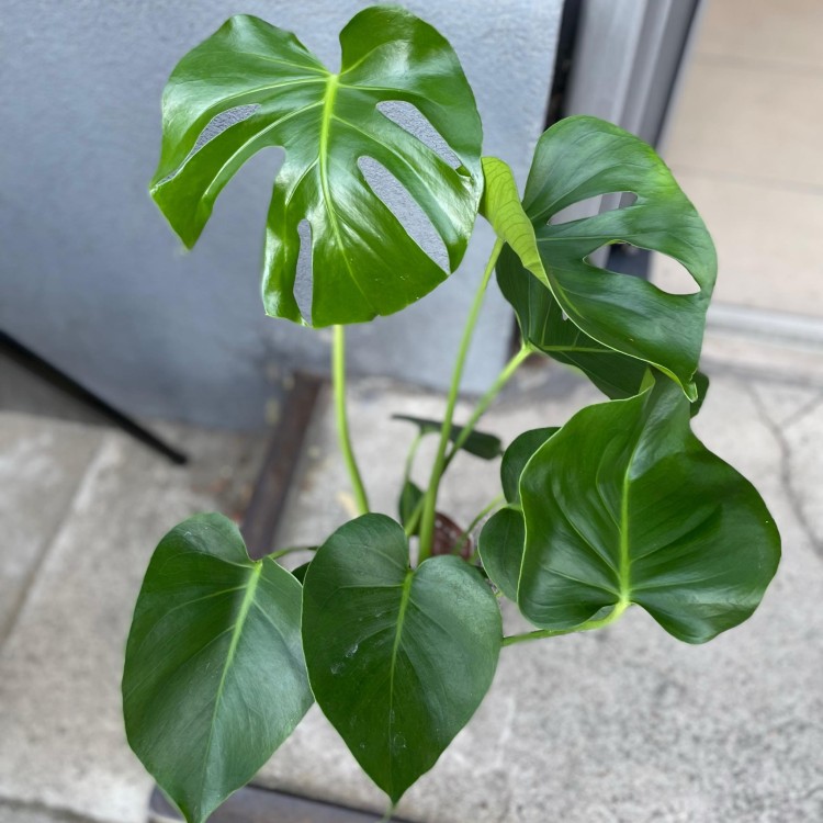 Monstera dziurawa  deliciosa  (3).jpg