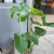 Monstera dziurawa  deliciosa  (4).jpg