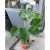 Monstera dziurawa  deliciosa  (5).jpg