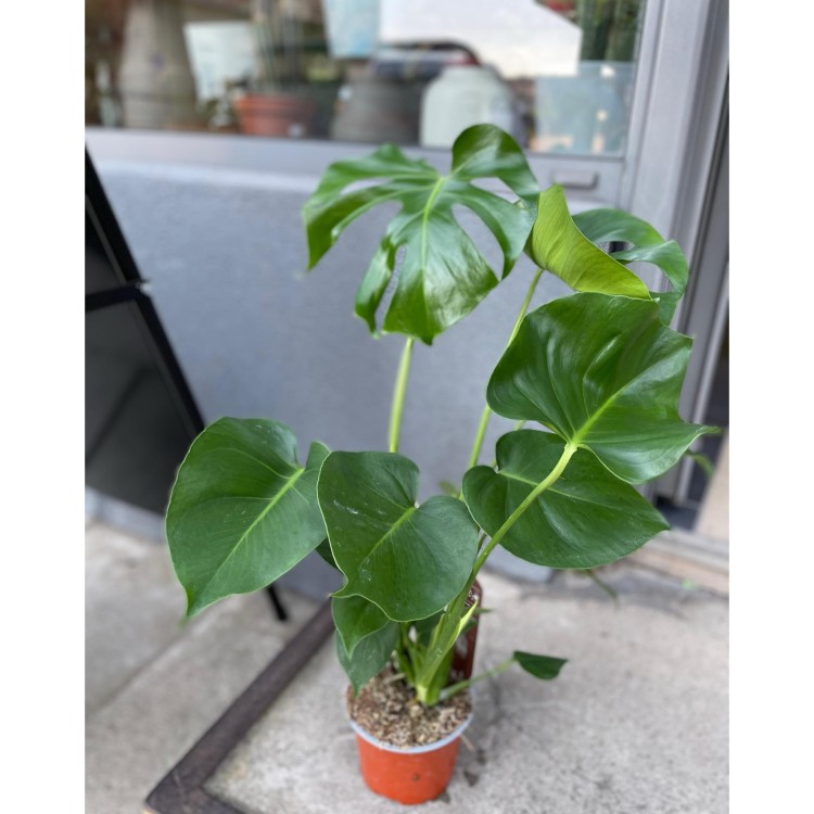 Monstera dziurawa  deliciosa  (5).jpg