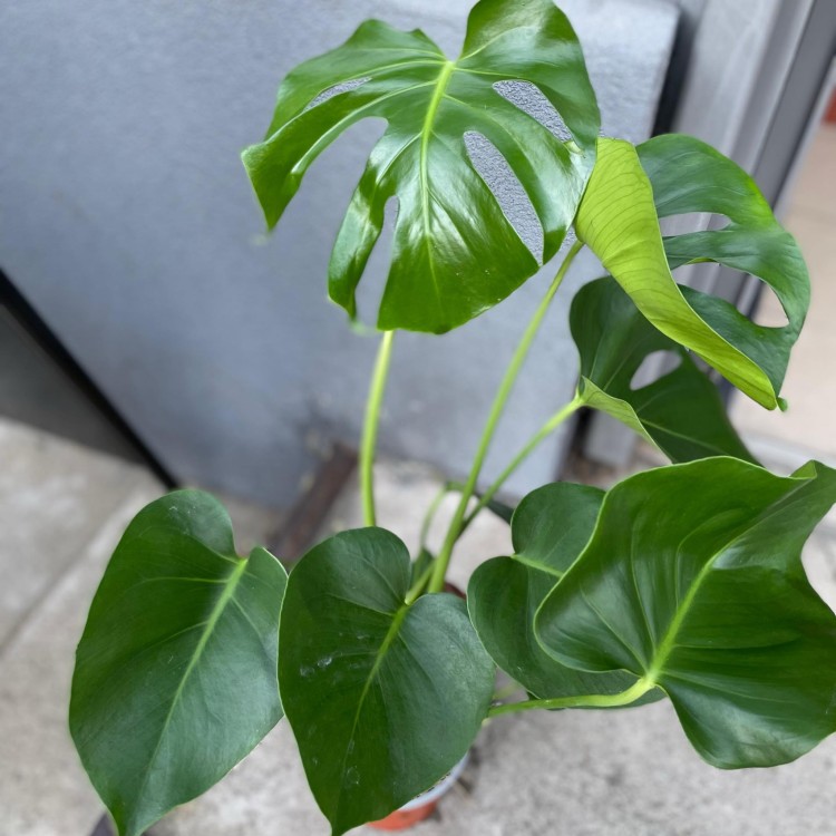 Monstera dziurawa  deliciosa  (1).jpg