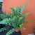 Polystichum tsussimense  Paprotnik chiński DØ 9cm paproć zielona (2).jpg