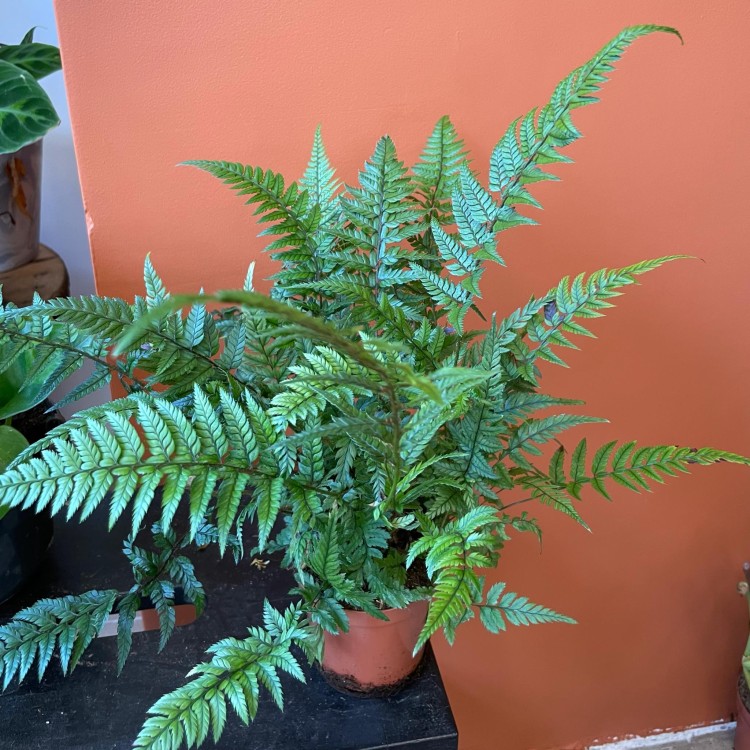 Polystichum tsussimense  Paprotnik chiński DØ 9cm paproć zielona (2).jpg
