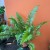 Polystichum tsussimense  Paprotnik chiński DØ 9cm paproć zielona (3).jpg