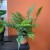 Polystichum tsussimense  Paprotnik chiński DØ 9cm paproć zielona (4).jpg
