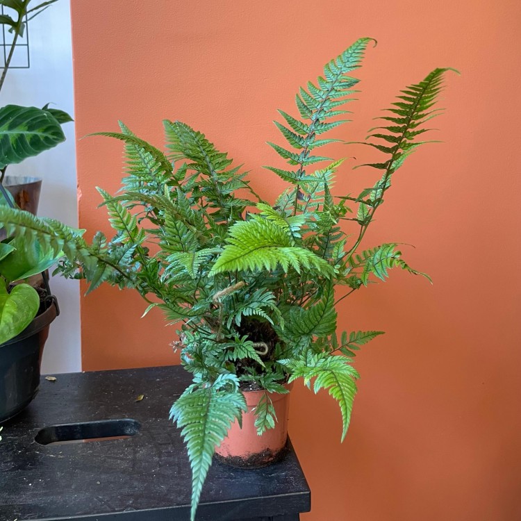 Polystichum tsussimense  Paprotnik chiński DØ 9cm paproć zielona (4).jpg