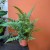 Polystichum tsussimense  Paprotnik chiński DØ 9cm paproć zielona (5).jpg