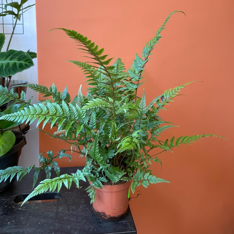 Polystichum tsussimense  Paprotnik chiński DØ 9cm paproć zielona (5).jpg