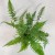 Polystichum tsussimense  Paprotnik chiński DØ 9cm paproć zielona (6).jpg