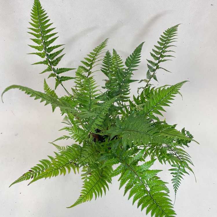 Polystichum tsussimense  Paprotnik chiński DØ 9cm paproć zielona (6).jpg