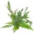 Polystichum tsussimense  Paprotnik chiński DØ 9cm paproć zielona (1).jpg