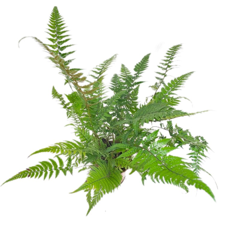 Polystichum tsussimense  Paprotnik chiński DØ 9cm paproć zielona (1).jpg