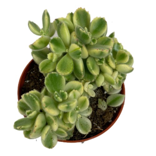 Cotyledon pendens 'Łapki Niedźwiedzia'  (2).jpg
