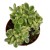 Cotyledon pendens 'Łapki Niedźwiedzia'  (2).jpg