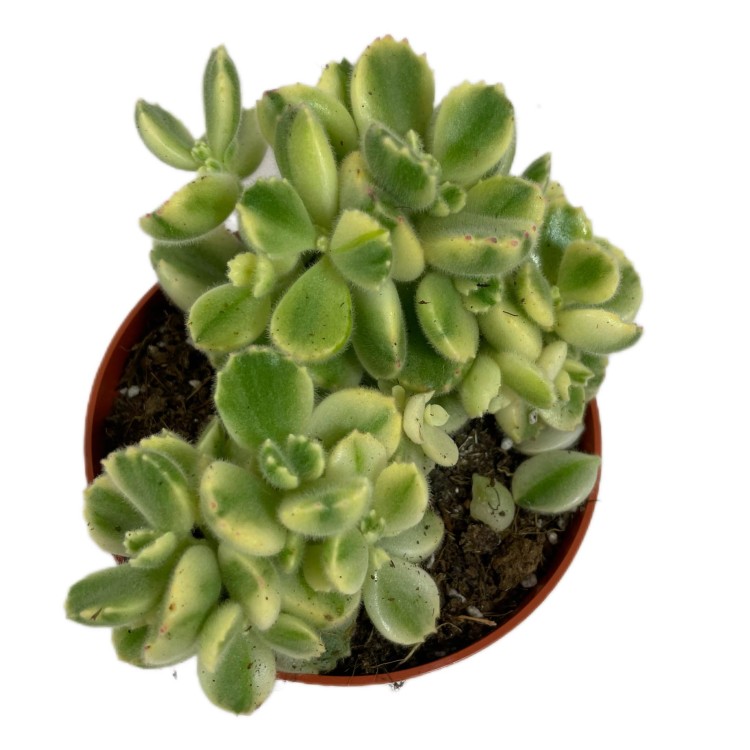 Cotyledon pendens 'Łapki Niedźwiedzia'  (2).jpg