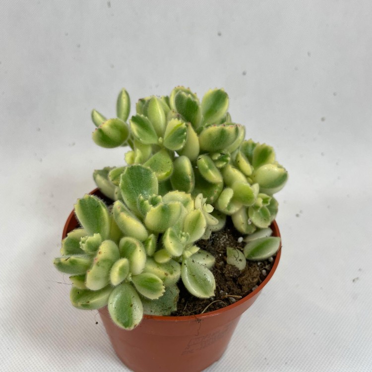 Cotyledon pendens 'Łapki Niedźwiedzia'  (3).jpg