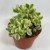 Cotyledon pendens 'Łapki Niedźwiedzia'  (1).jpg