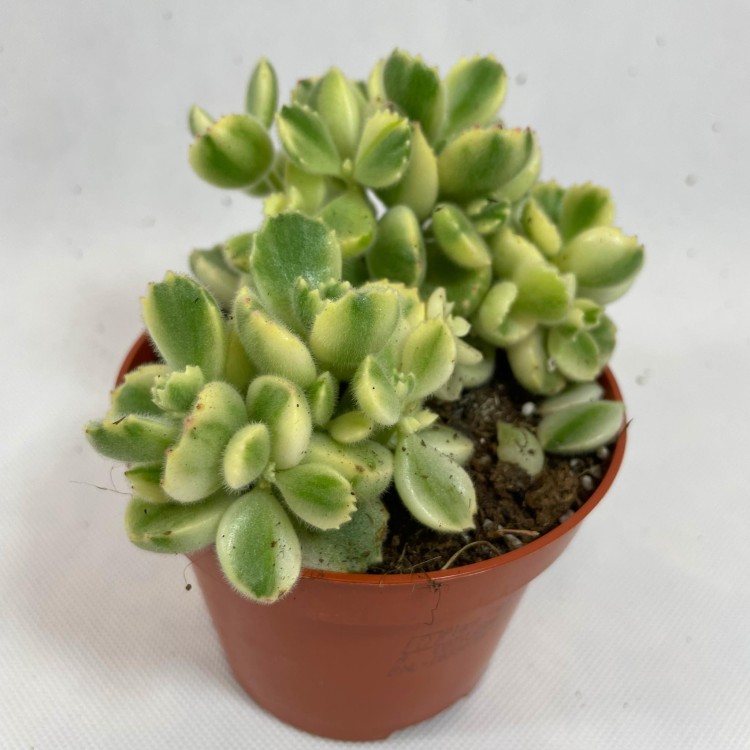 Cotyledon pendens 'Łapki Niedźwiedzia'  (1).jpg