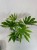 Fatsja Japońska  Fatsia japonica 'Variegata (2).jpg
