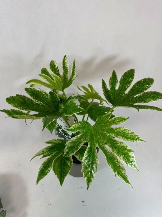 Fatsja Japońska  Fatsia japonica 'Variegata (2).jpg