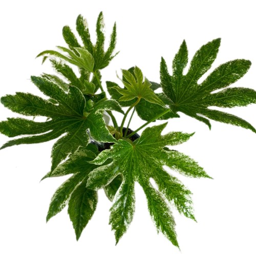 Fatsja Japońska  Fatsia japonica 'Variegata (3).jpg