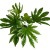 Fatsja Japońska  Fatsia japonica 'Variegata (3).jpg